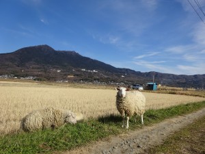 羊と筑波山