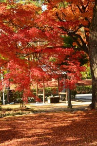 相国寺の紅葉