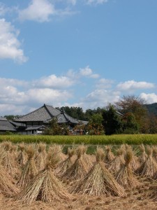 収穫：飛鳥寺秋色