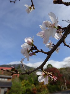 晩秋に咲く梅