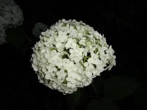 夕暮れの紫陽花②