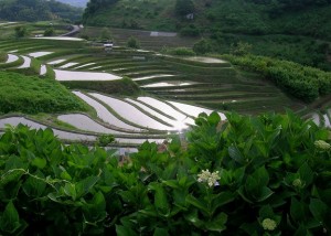 千早赤阪村棚田②