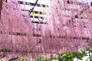 白井大町藤公園②