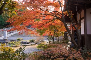 呑山観音寺の紅葉♪