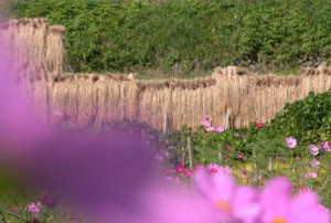 収穫・明日香秋風景