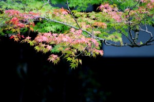 始まった紅葉