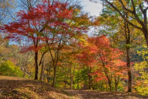 秋景色を求めて (3)