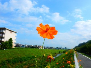 青空を仰いで