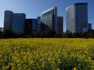 一面の菜の花に誘われて　浜離宮