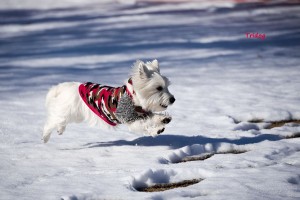 飛行犬