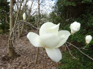 白木蓮の花