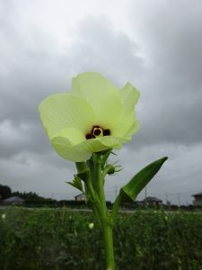 オクラの花