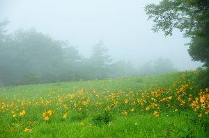 霧降高原