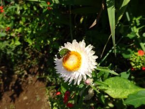 花粉まみれの黄金虫