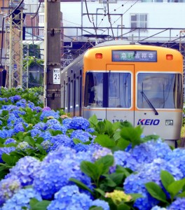 紫陽花電車