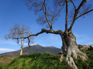 榎と筑波山