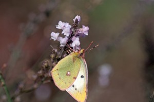 薄紅色の縁取り・・