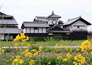 菜の花と野良時計購入フォトライブラリー