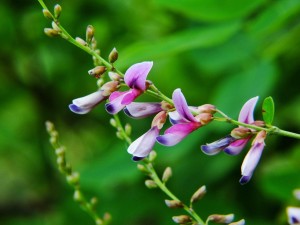 昭和公園の花②