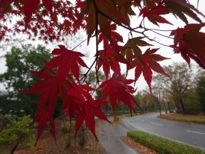 晩秋の雨 ②