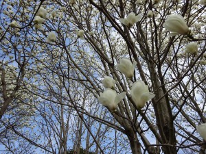 白木蓮咲く