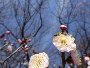 筑波大の梅花