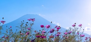 コスモスのおしゃべりは富士山賛美