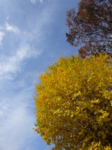 晩秋の銀杏