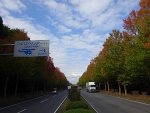 つくばの街路樹