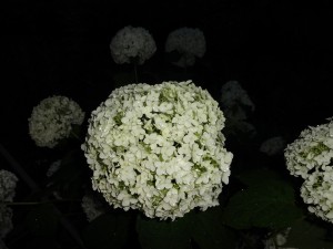 夕暮れの紫陽花①