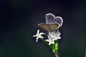 シジミさんもお花見