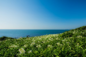 夏井ヶ浜のはまゆう