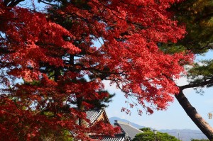 紅葉の下の比叡山