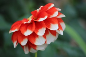 紅白の花びら