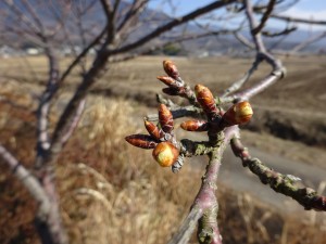 つくば発・桜の蕾み