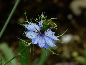 昭和記念公園の花①