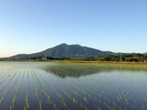 田植えの後の筑波山