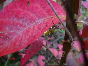 木の葉に隠れて