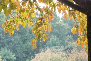 智光山公園　秋色深し♪～