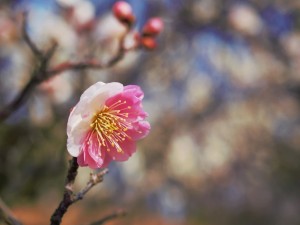 中途半端と言わないで